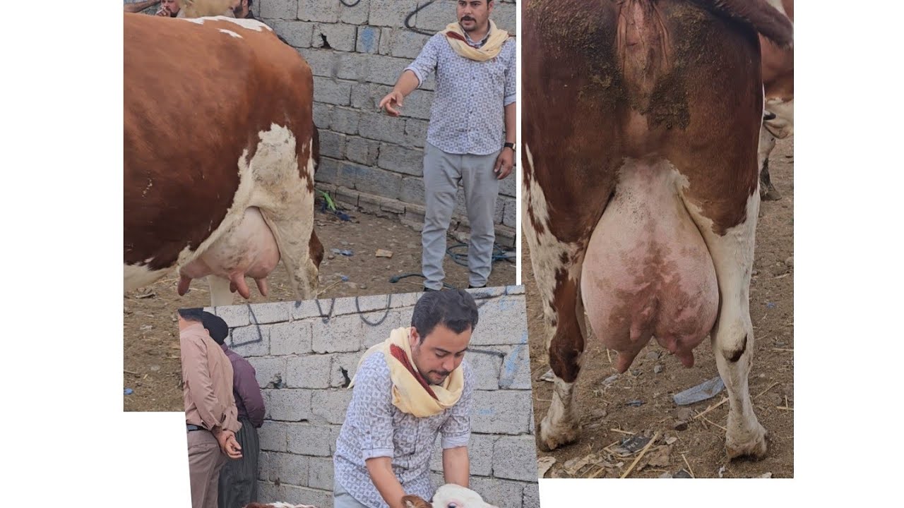 مواصفات البقر الحلاب ومعرفه مميزاته