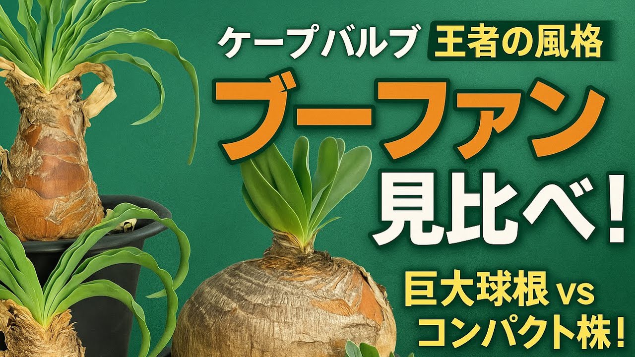 ディスティチャとハエマンソイデス見比べ