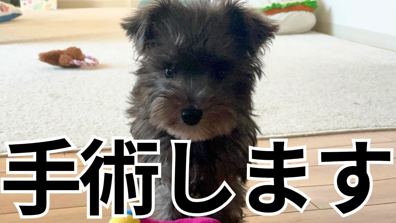 生後4ヶ月の子犬が水頭症と診断されました