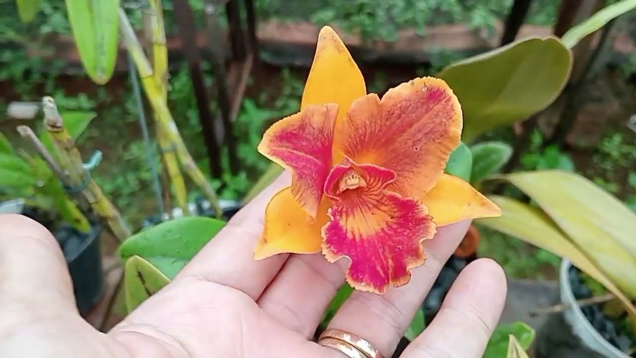 Enxofre nas orquídeas #orquídeasemcasa 