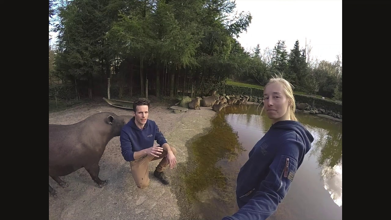 Zoo zit dat! Aflevering 2: hoe vaak zwemmen capibara's?