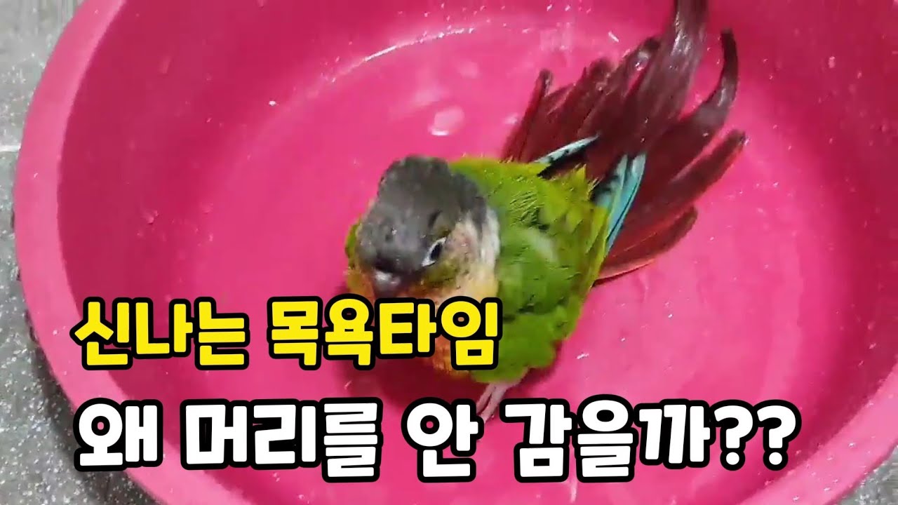 도담이의 목욕타임~머리도 좀 감지!!#코뉴어앵무새#