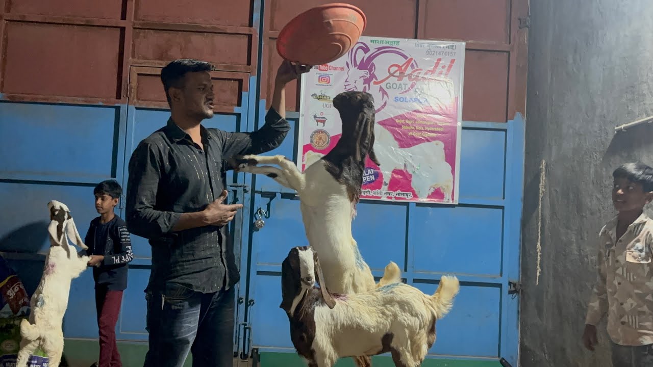 Only 6500 Se Starting Price Quality Sojat Kid's 2027 Qurbani Special Dhamaka Offer | Aadil Goat Farm
