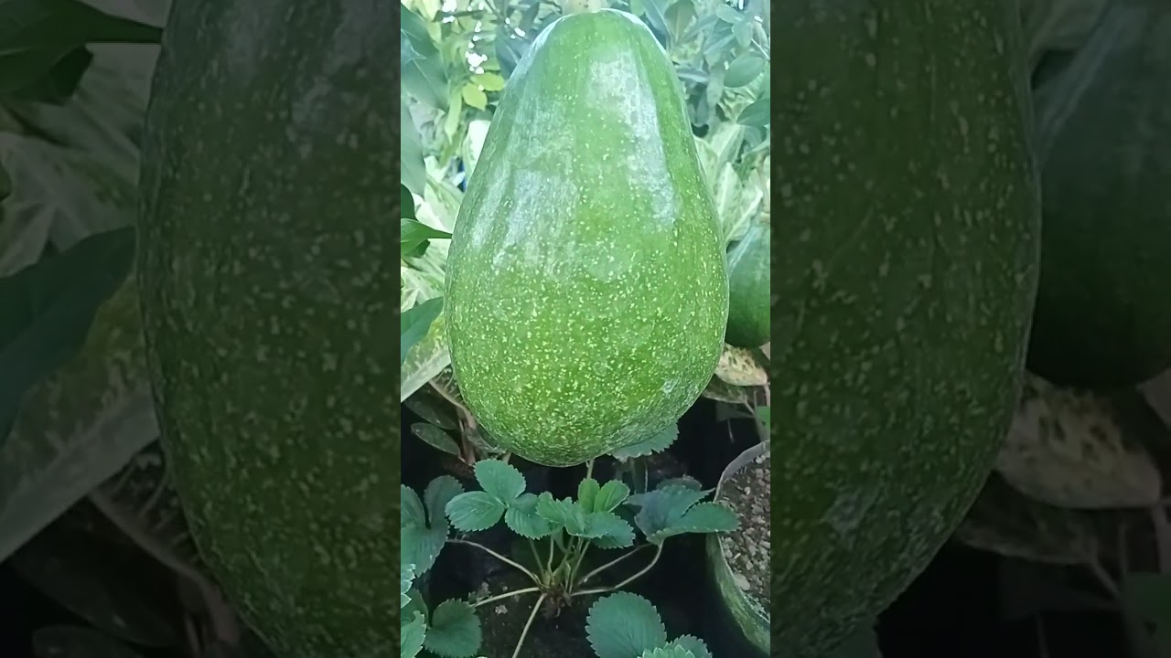 Alpukat 🥑🥑🥑 aligator memang super GENJAH 👍👍