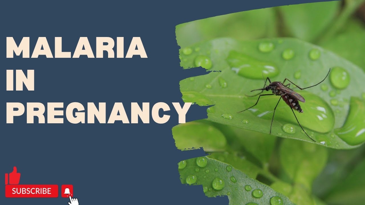 Malaria In pregnancy: What you need to know