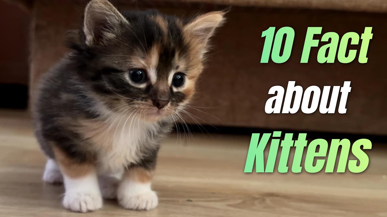 Unbelievable Kitten Facts You've Never Heard