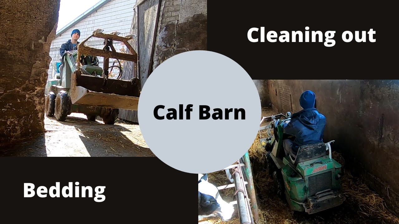 Daily Chores | Dairy Farm | AVANT 314 S | Wywóz obornika i ścielenie w cielętniku.