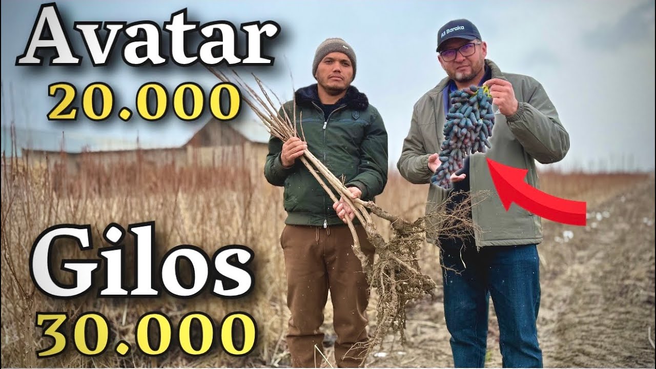 AVATAR uzum ko‘chatlari va pole karlik GILOS ko‘chatlari optom narxlarda. Samarqandda super aksiya! 