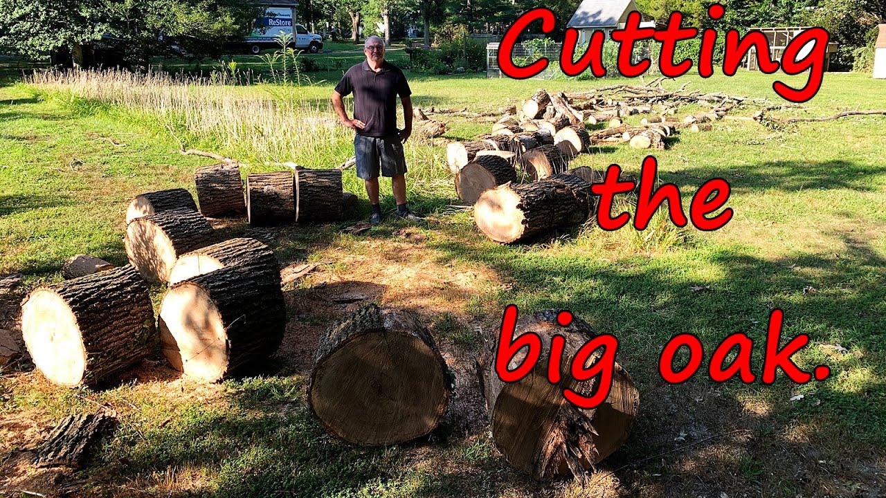 Cutting the big oak. Echo CS590 with 24