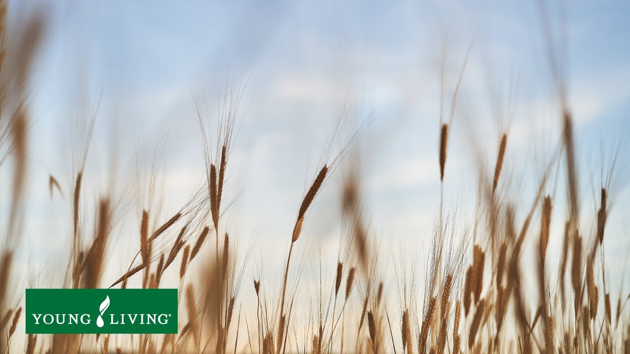 Ancient Einkorn: A D. Gary Young Legacy