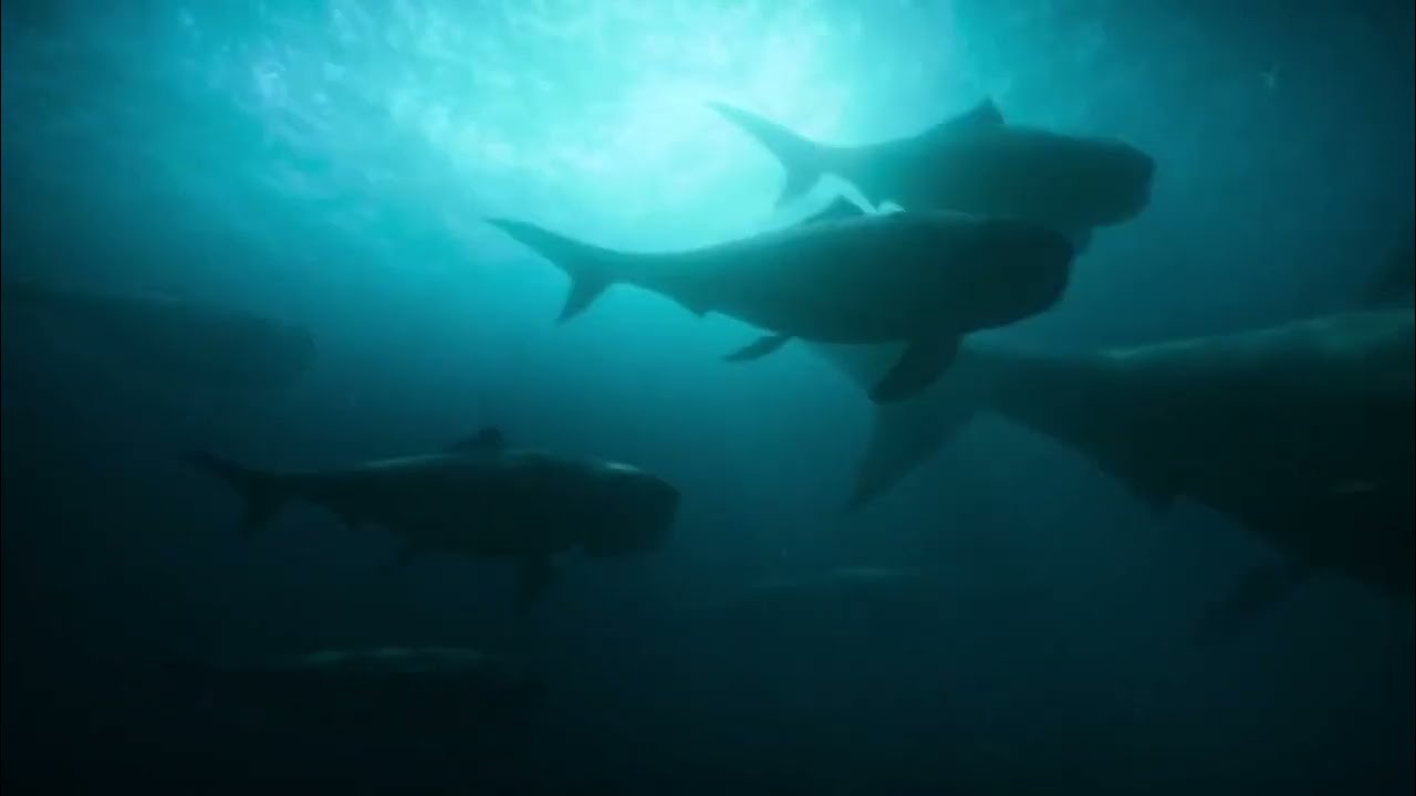 Dunkleosteus screen time Life on our Planet