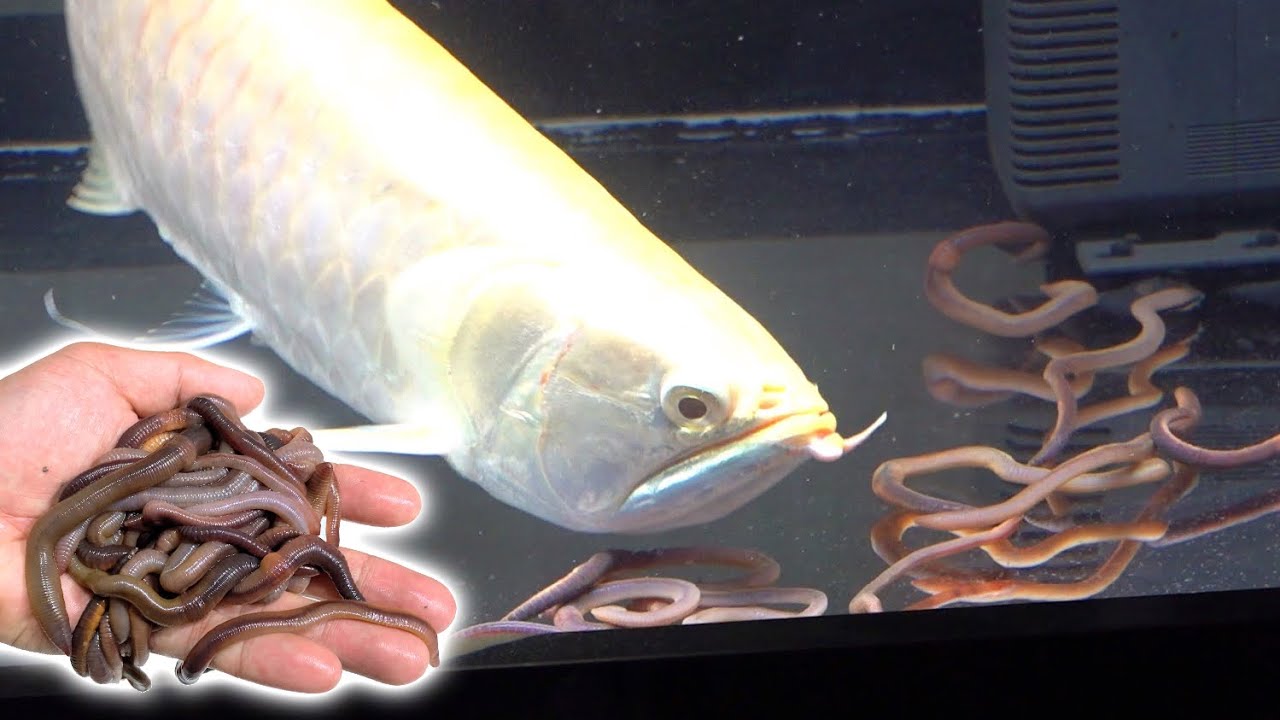 腹ペコのアロワナの目の前に大量のミミズを落とすと・・・