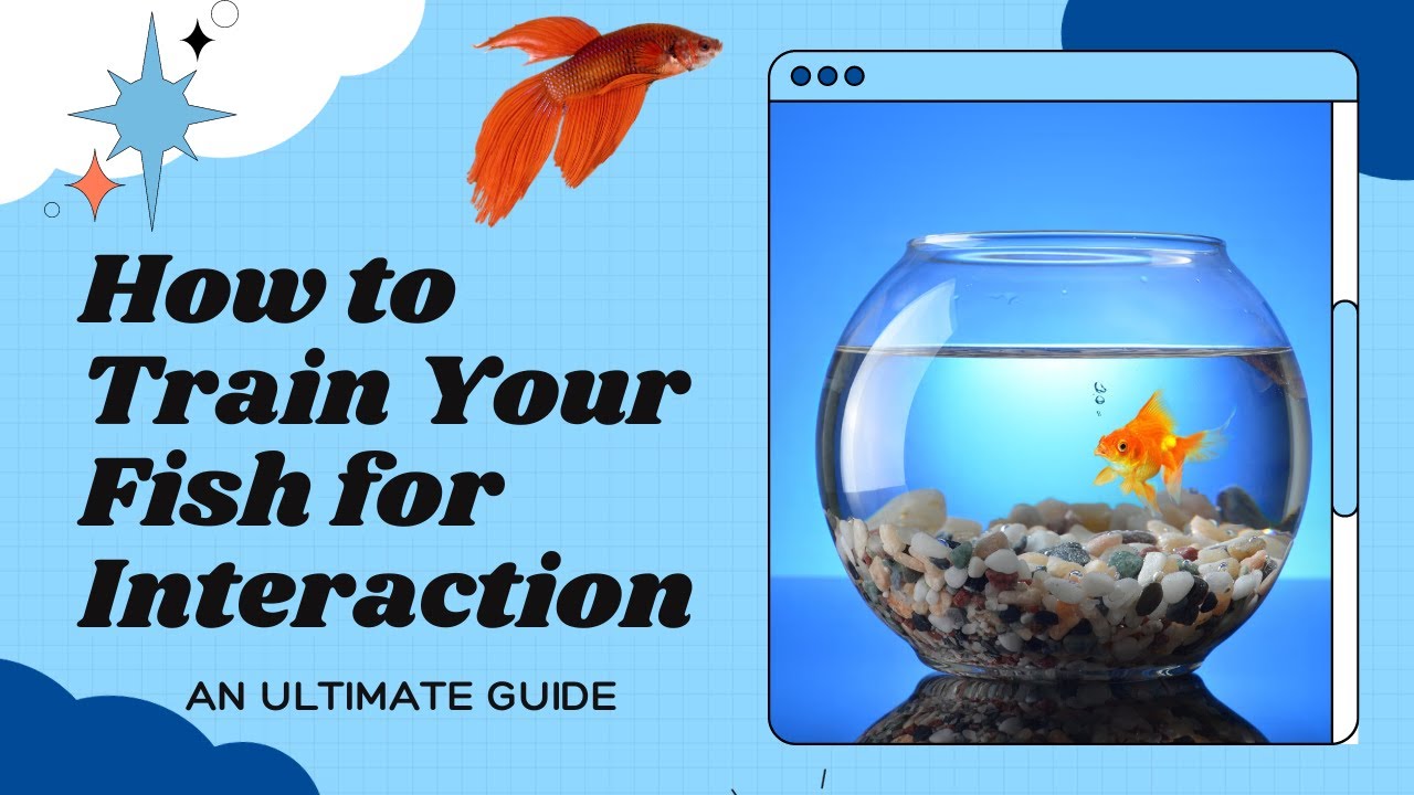 Fish Training Tips: How to Interact with Your Fish | Aquarium Interaction Guide