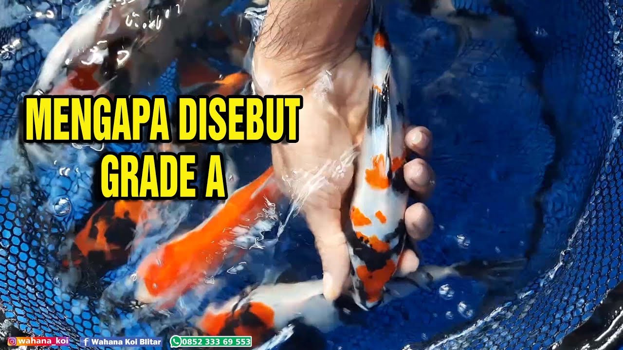 JANGAN SALAH PILIH GRADE IKAN KOI JENIS SHOWA SHIRO