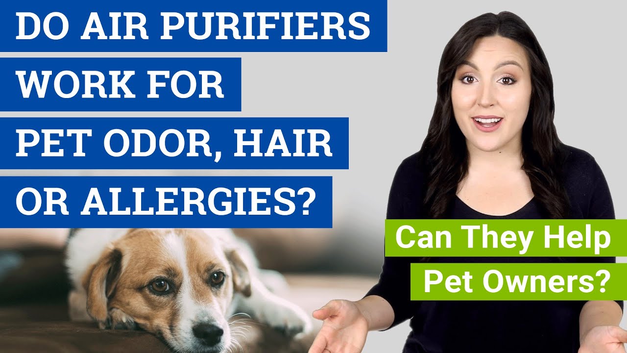 Do Air Purifiers Work for Pet Odor, Hair & Allergies? (Can They Help Pet Owners?)