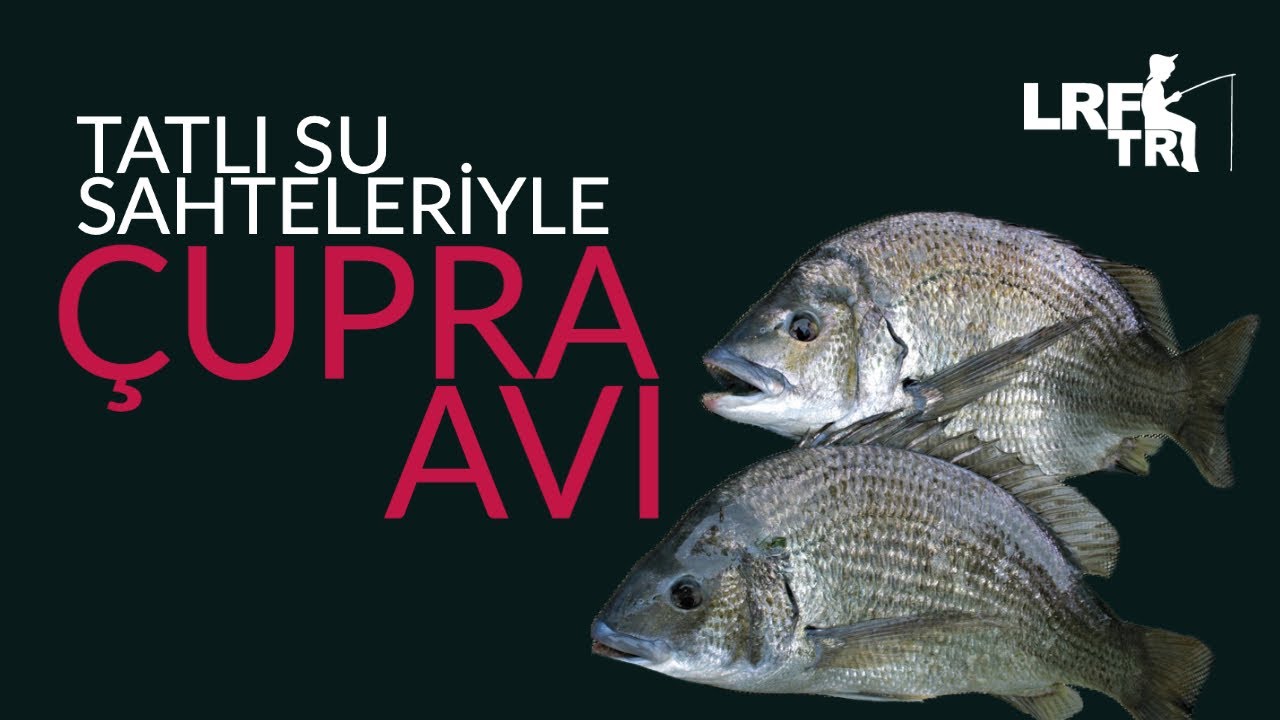 Tatlı Su Sahtesiyle Denizde ÇUPRA AVI