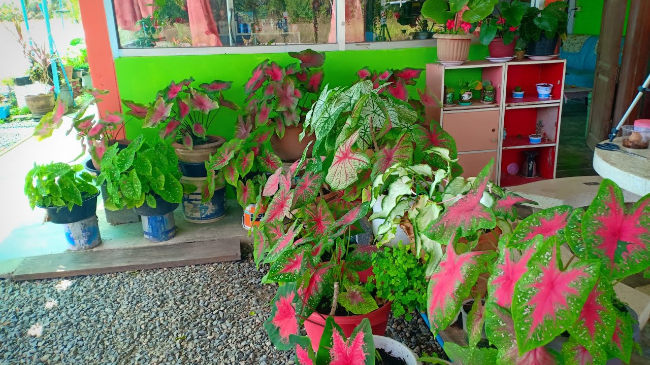 เทคนิคเด็ด!!วิธีปลูกบอนสีให้กอใหญ่ใบสวยสีสดตลอดไม่ว่างช่วงไหนแม้ในช่วงหน้าหนาว