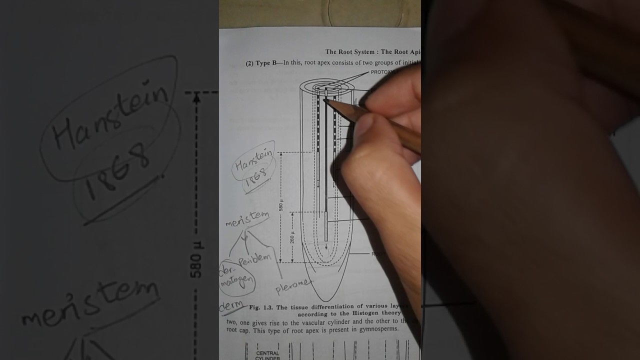 Histogen Theory