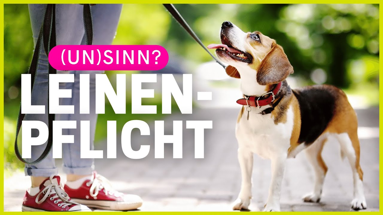 Warum gilt an vielen Orten Leinenpflicht und macht das Sinn?