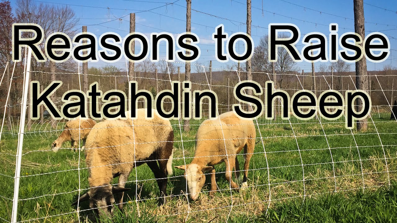 Good reasons to raise Katahdin sheep