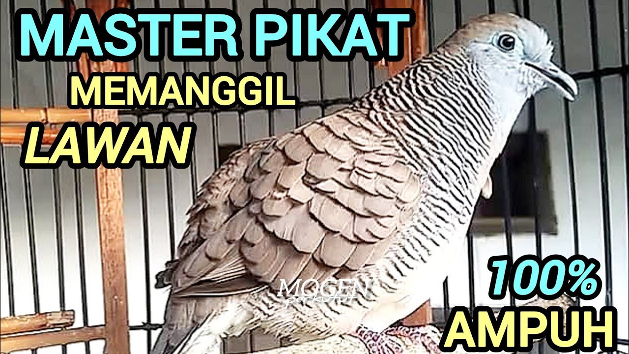 Perkutut Lokal Gacor||Master Pikat Super Ampuh Memanggil Lawan||Suara Ngeristal 