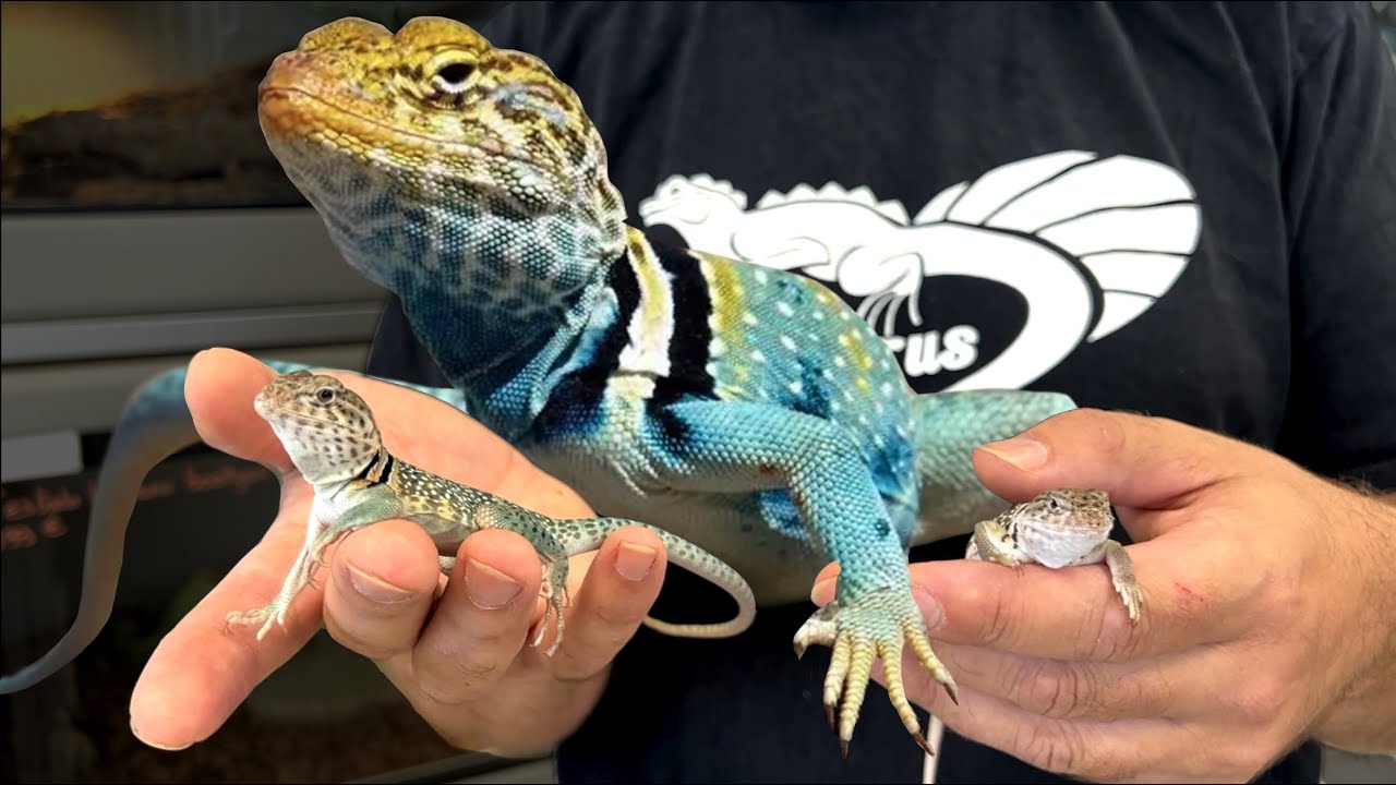 TUTO : Un lézard hyper-actif et sympa ? Découvrez nos Crotaphytus collaris collaris !
