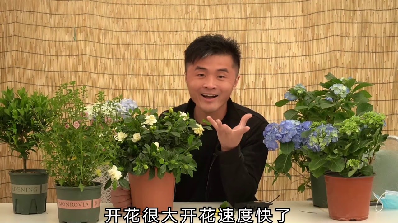 【老花医】栀子花病怏怏，我有办法你别慌。一剪二浇三上肥，保证花友笑开花。