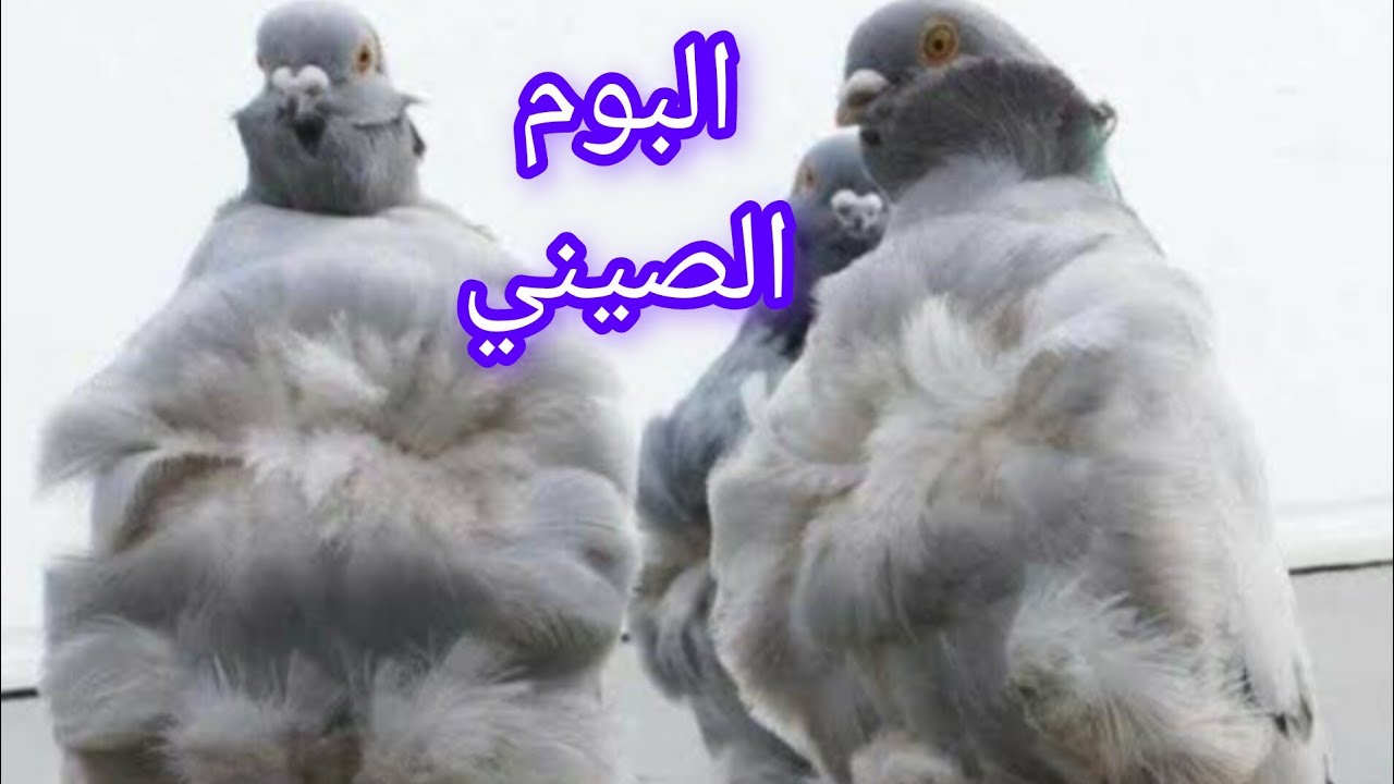 شرح ومواصفات الكشك الصيني أو الحمام البوم الصيني 🕊️