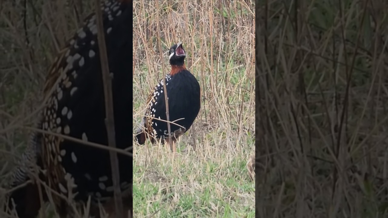 Kohati Black Francolin Voice || #blackfrancolin #blackfrancolinvoice