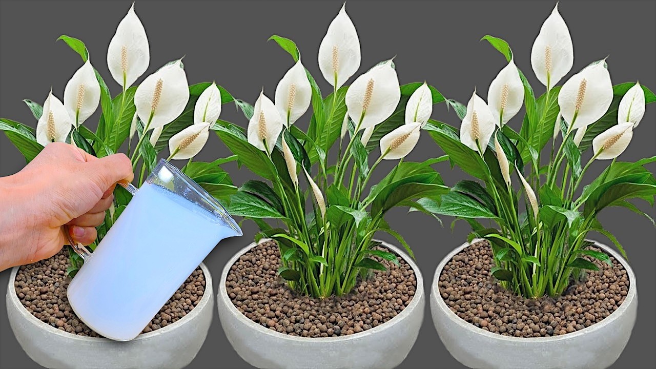 1 чашка в неделю! Сотни цветов цветут круглый год, не увядая!