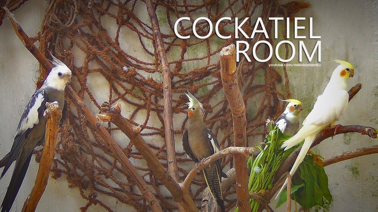 Cockatiel Room: October 2025 - Part 4