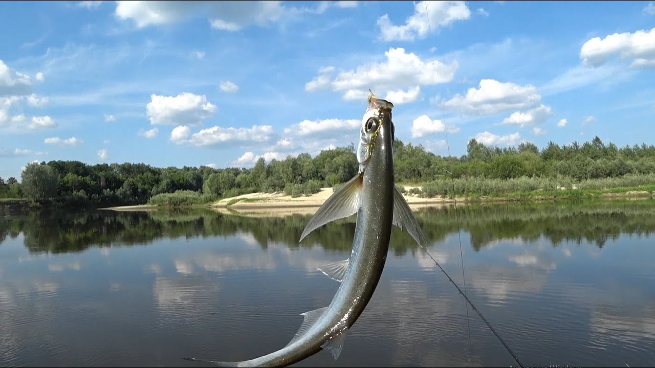 Фидер на Живца и Белую. Рыбалка летом в жару
