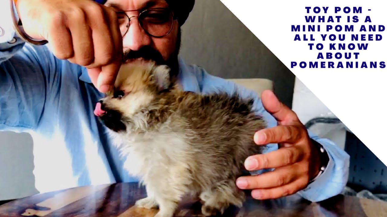 Toy Pom - What is a Mini pom and All you Need to Know about Pomeranians Care & Health Issues?