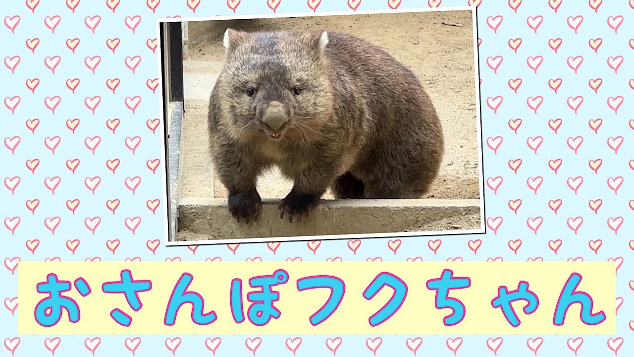 【wombat】おさんぽフクちゃん☆(Take a walk)