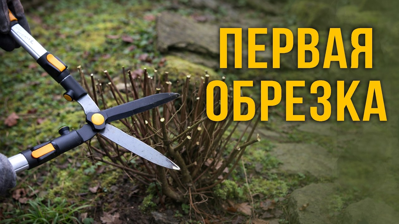 Весенняя обрезка: с чего начать после зимы?