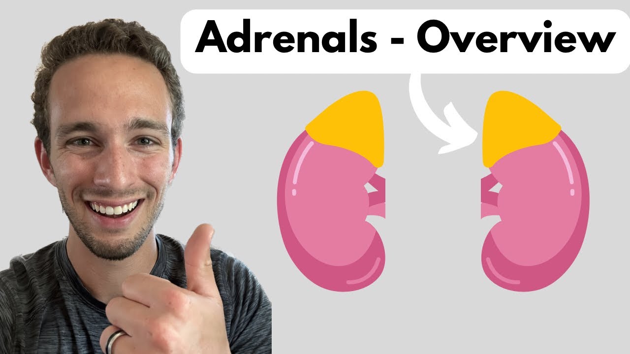 Adrenal Glands - Overview
