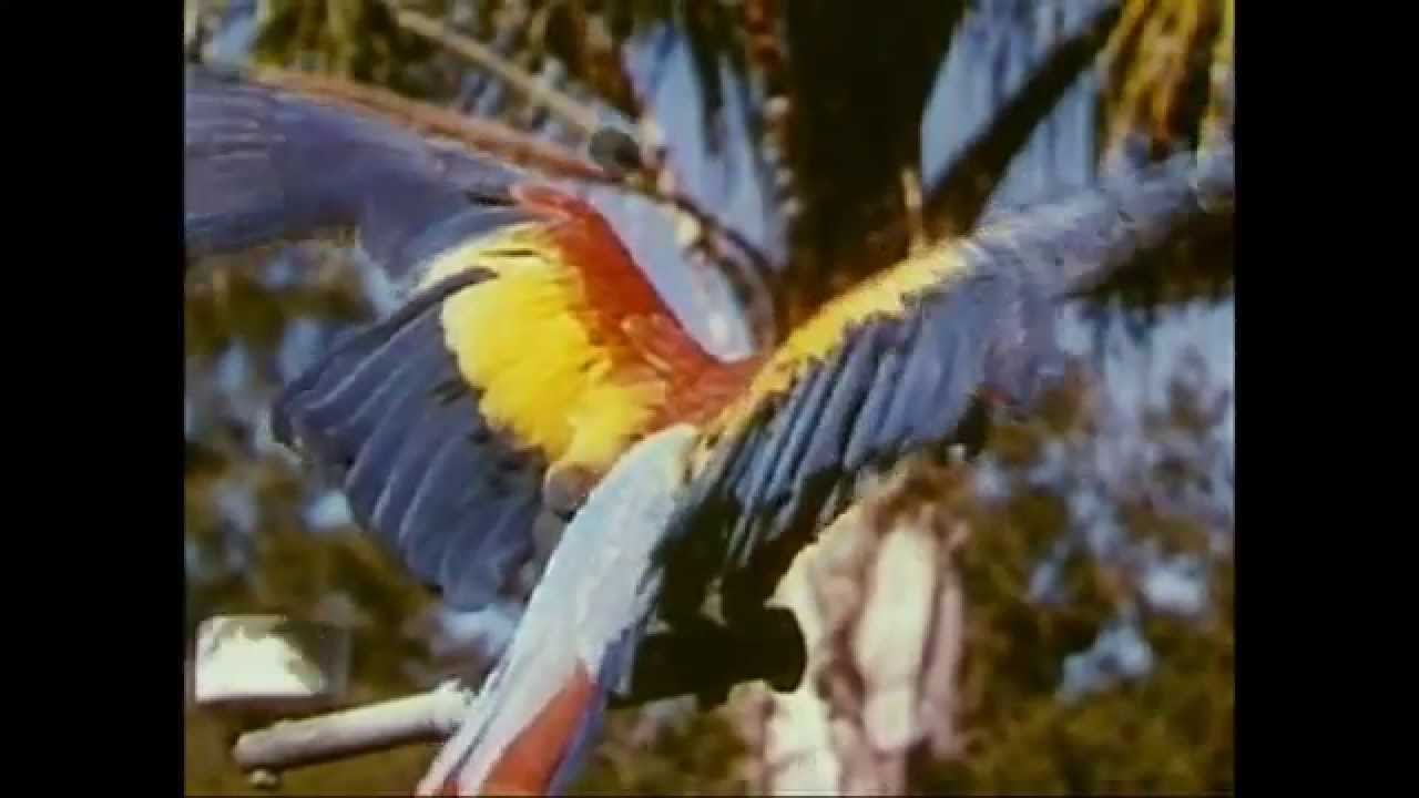 León Benavente - Ser Brigada (Video oficial)