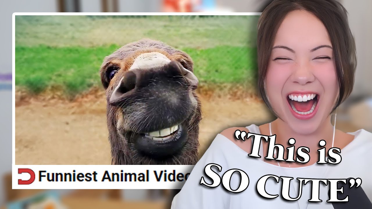 Jodi reacts to Funniest Animal Videos Ever