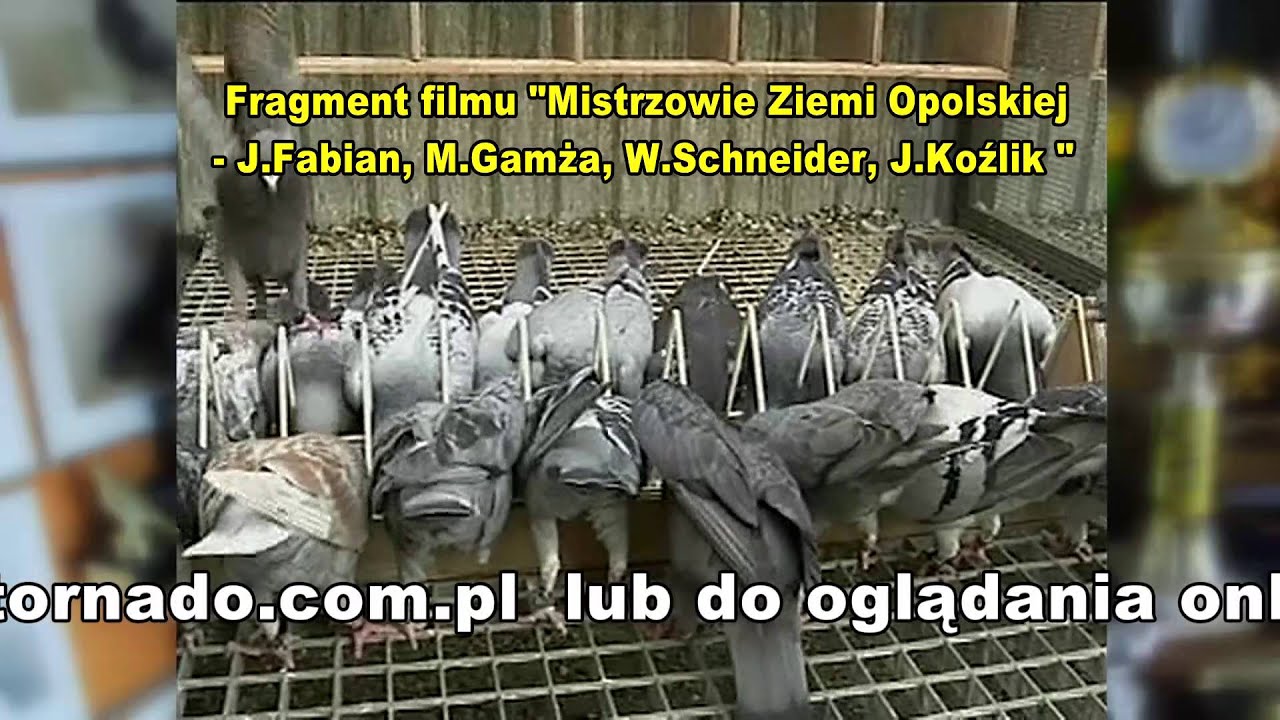 Jerzy Koźlik - Opole