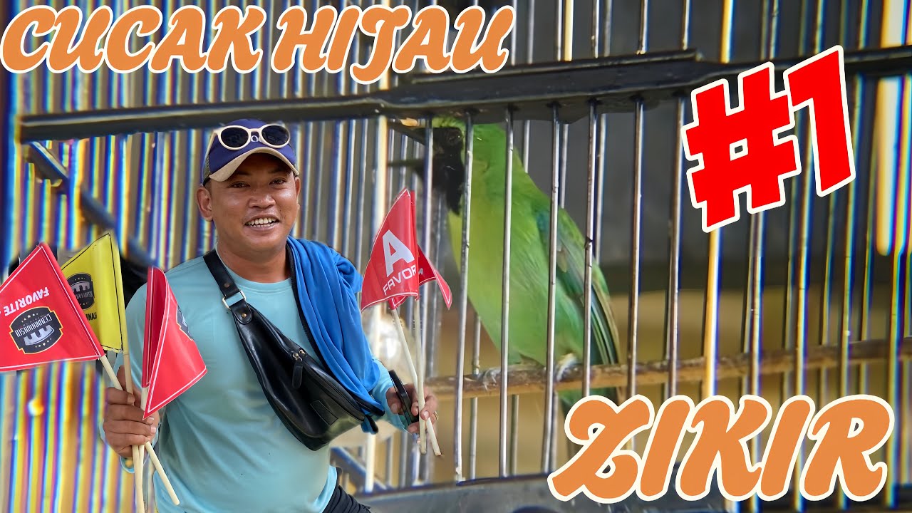 CUCAK HIJAU “ ZIKIR “ OWNER MAX IMT MASIH STABIL DI EVENT CENDRAWASIH PREMIUM