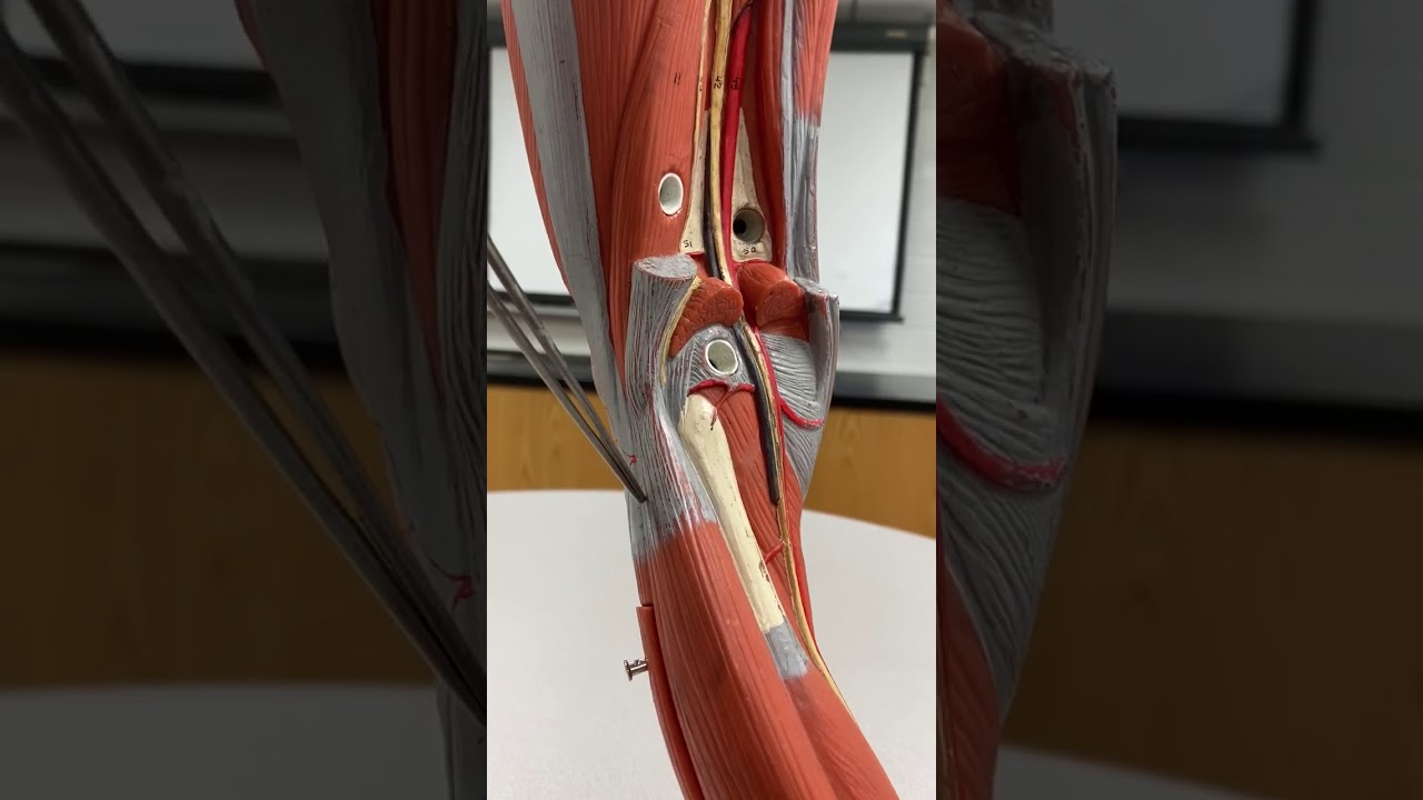 Clinical application of the common peroneal nerve