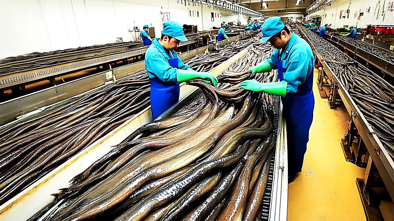 Inside Eel Farming - How Millions of Eels Are Bred, Raised, and Processed Using Modern Technology