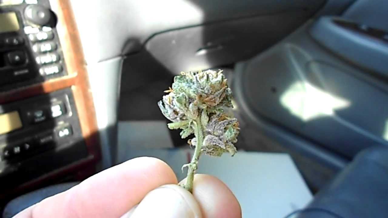 PRE 98 BUBBA KUSH BONG HIT