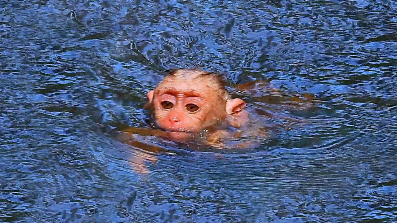 Brave tiny baby dares to swim alone across deep water to find his mother