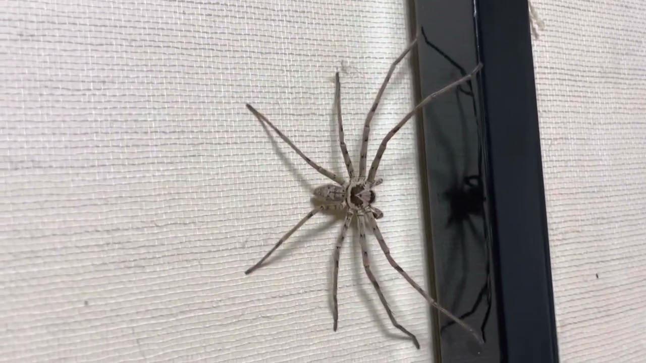 アシダカグモ　足音がでかい