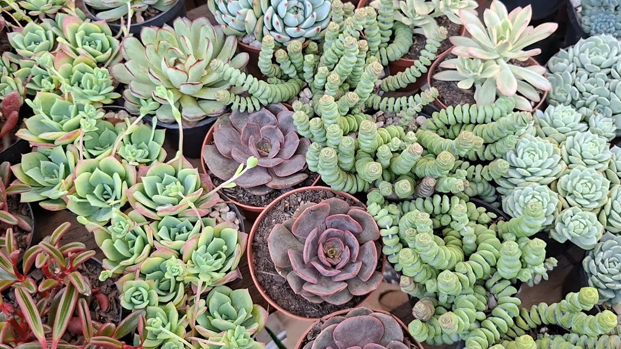 Suculentas diferentes muitas variedades com desconto. 