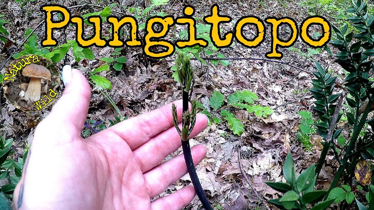Pungitopo 