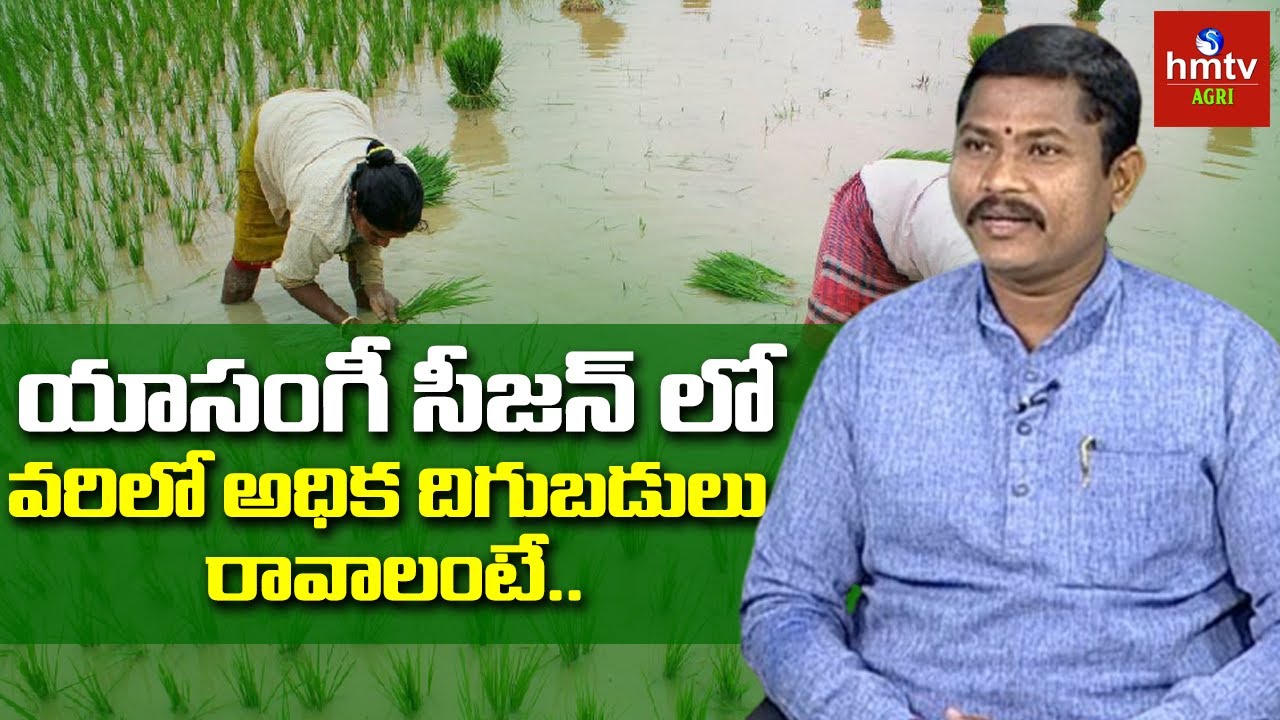 Rabi Season Paddy Farming: యాసంగీ (రబీ) సీజన్ లో వరిలో అధిదిగుబడులు రావాలంటే..| hmtv Agri