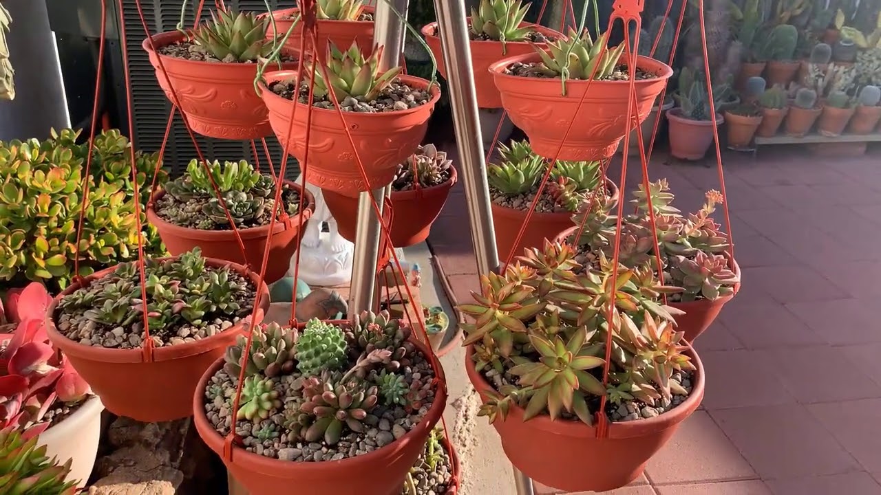 Kay's Garden Tour -  March 2021
