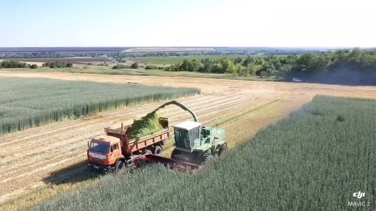 Заготовка силоса из тритикале сорт Торнадо.